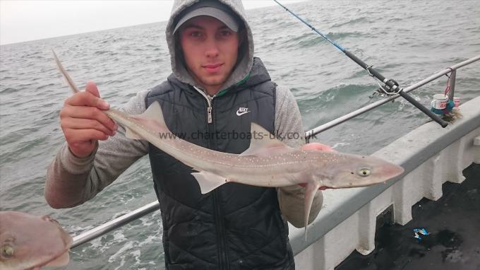 4 lb 2 oz Starry Smooth-hound by Dan from Kent