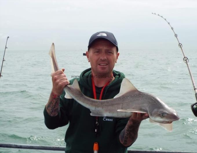 8 lb Smooth-hound by Unknown
