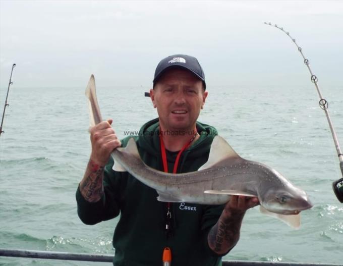 8 lb Smooth-hound (Common) by Unknown