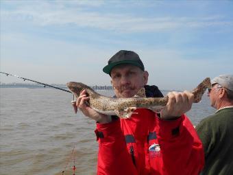 1 lb Lesser Spotted Dogfish by Kevin