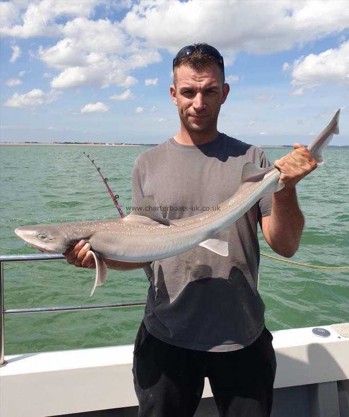 8 lb 4 oz Starry Smooth-hound by Bob Marshall