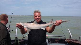 5 lb Starry Smooth-hound by Dave