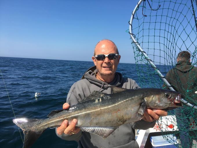 8 lb Coalfish (Coley/Saithe) by Unknown