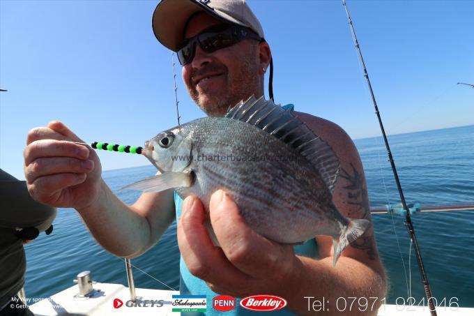 1 lb Black Sea Bream by Unknown