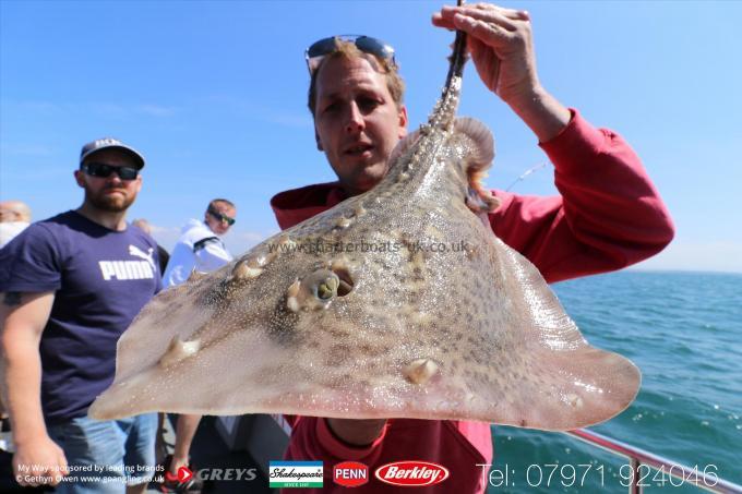 7 lb Thornback Ray by Mark