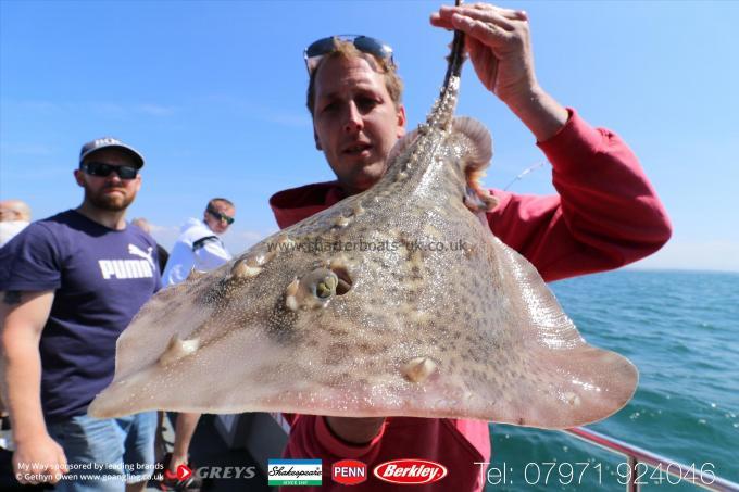 7 lb Thornback Ray by Mark