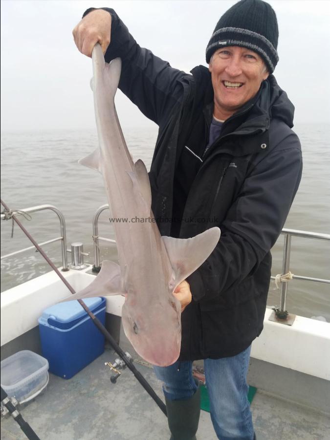 11 lb Smooth-hound (Common) by Graham rowe
