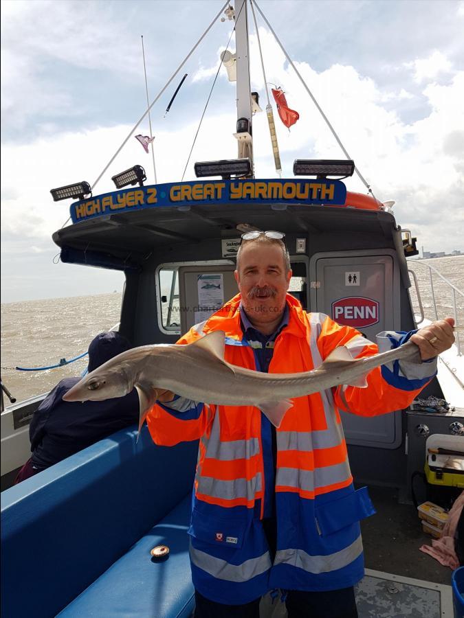 7 lb Starry Smooth-hound by Paul Layton