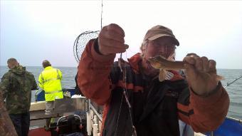 4 lb Spotted Ray by Stephen Wake