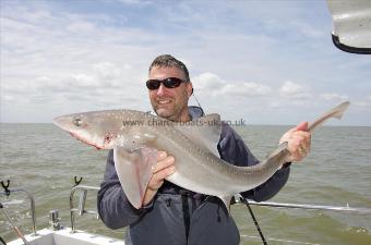 15 lb 6 oz Starry Smooth-hound by Andy
