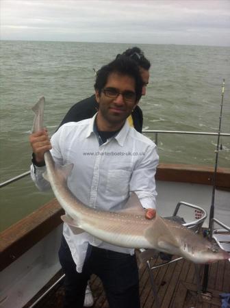 13 lb Smooth-hound by Unknown