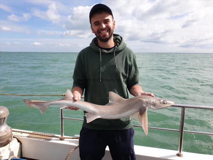 8 lb Smooth-hound by Bob Marshall