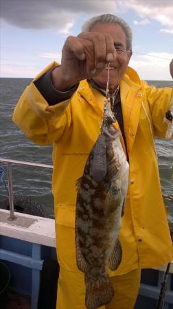 2 lb 5 oz Ballan Wrasse by wrasse caught by alf from spain today 16th june