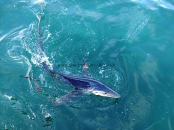 90 lb Blue Shark by Byron K