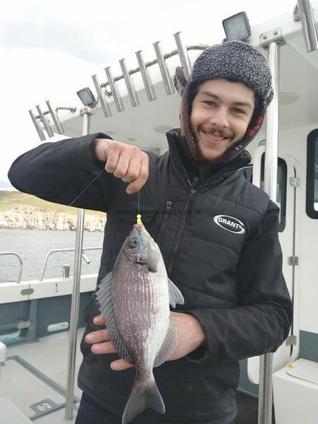 1 lb Black Sea Bream by Unknown