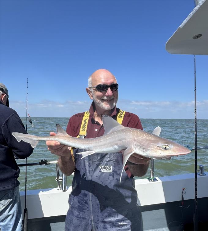 5 lb Starry Smooth-hound by Tim