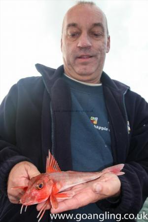 8 oz Red Gurnard by Nige