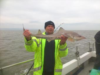 12 lb 8 oz Smooth-hound by mark sullivan
