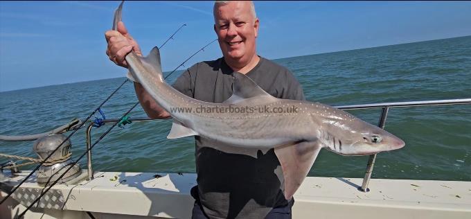 12 lb Smooth-hound by Steve
