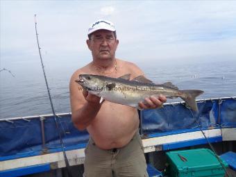 6 lb 8 oz Coalfish (Coley/Saithe) by best coley of day for john
