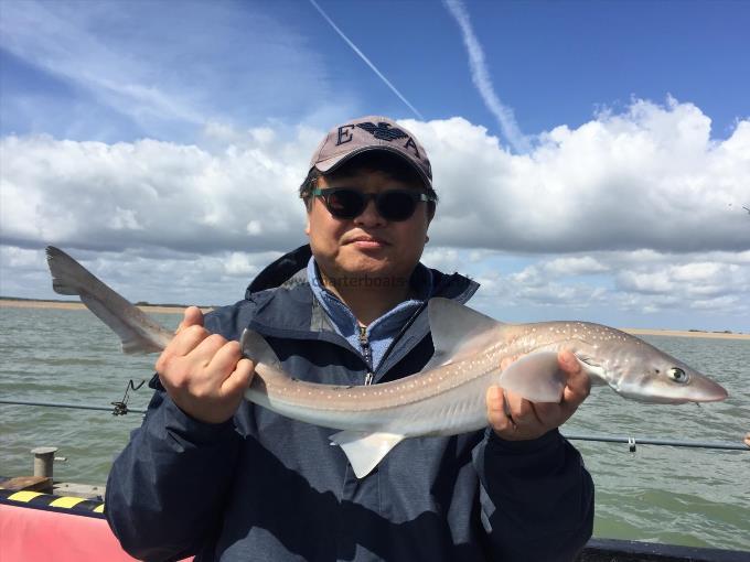 5 lb Smooth-hound by Unknown