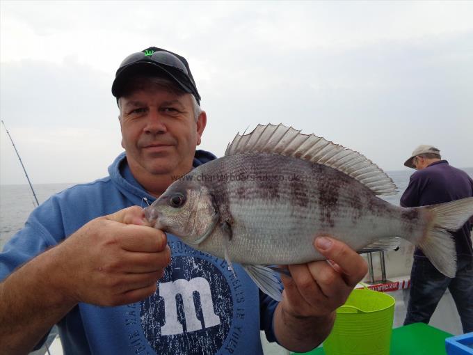 2 lb 6 oz Black Sea Bream by Unknown