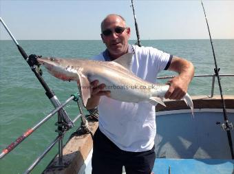 20 lb Starry Smooth-hound by Jegs