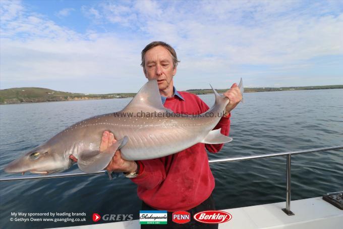 17 lb Starry Smooth-hound by Duncan