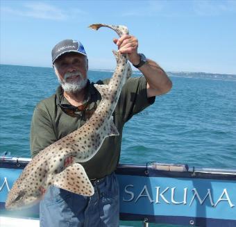 9 lb 8 oz Bull Huss by Ian Youngs