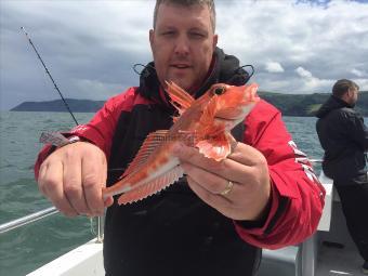 1 lb 4 oz Red Gurnard by Steve kitchen