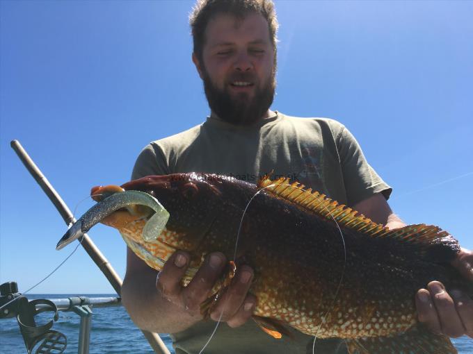 6 lb 5 oz Ballan Wrasse by Tristan Hockley