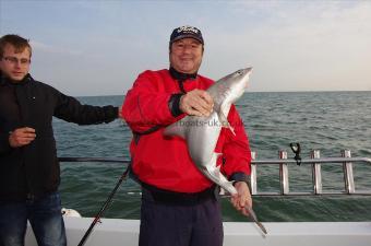 12 lb Smooth-hound (Common) by George