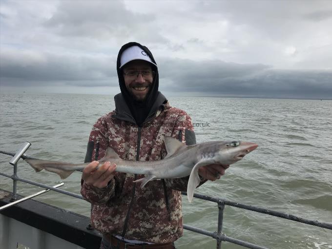 5 lb Smooth-hound by Unknown