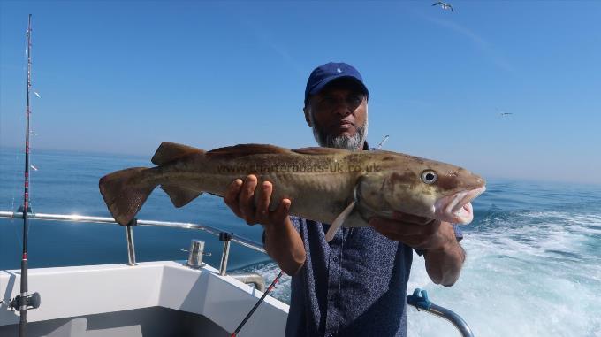 12 lb Cod by Unknown