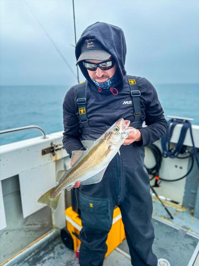 2 lb 9 oz Pollock by Izador