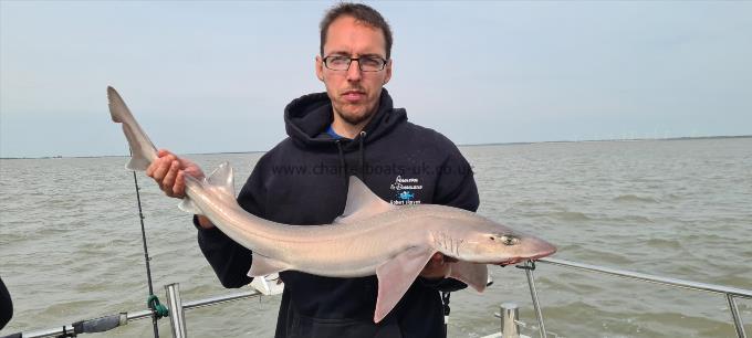 9 lb 6 oz Starry Smooth-hound by Rob