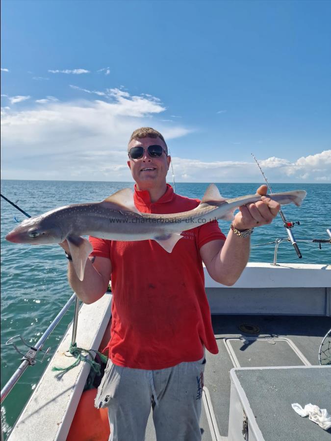 6 lb Smooth-hound (Common) by Wayne