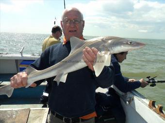 6 lb Smooth-hound (Common) by Unknown