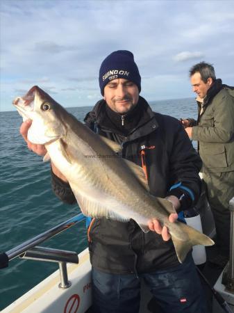 13 lb 5 oz Pollock by Unknown