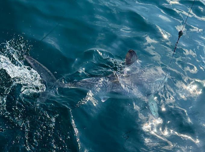 200 lb Porbeagle by Unknown