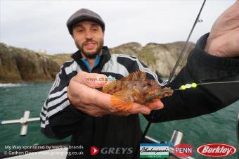 4 oz Tompot Blenny by Omar