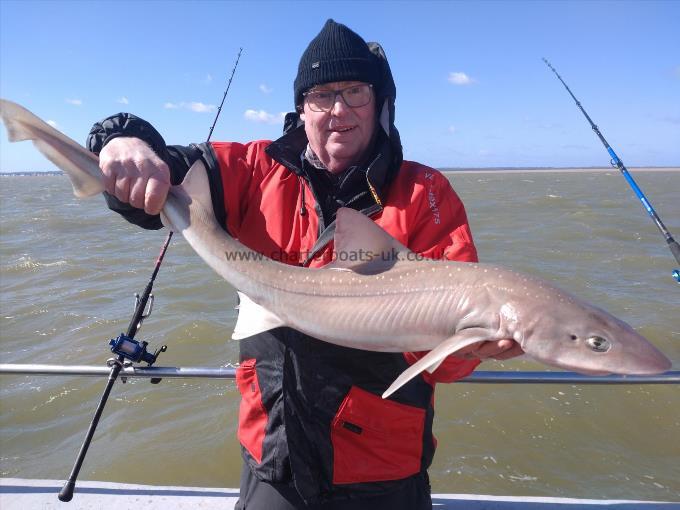 8 lb Starry Smooth-hound by Richard