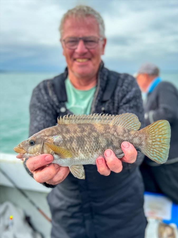 1 lb Ballan Wrasse by Unknown