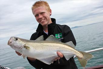 4 lb Pollock by Harry