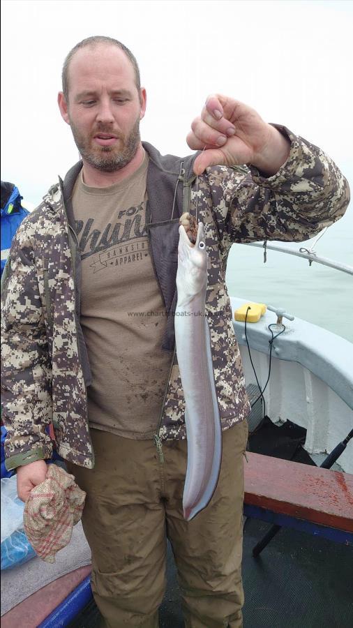 3 lb Conger Eel by Gary