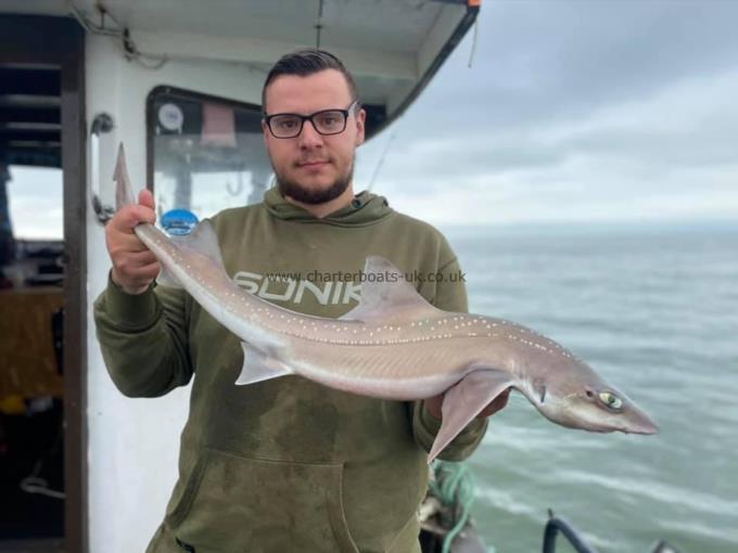 6 lb Smooth-hound (Common) by Unknown