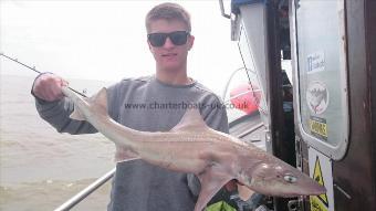 8 lb 5 oz Starry Smooth-hound by Jordan from Ramsgate