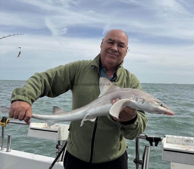 8 lb 8 oz Smooth-hound by Trev