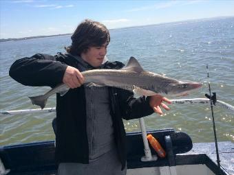 7 lb 11 oz Smooth-hound (Common) by Unknown
