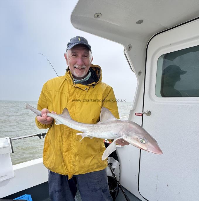 5 lb Starry Smooth-hound by Tim